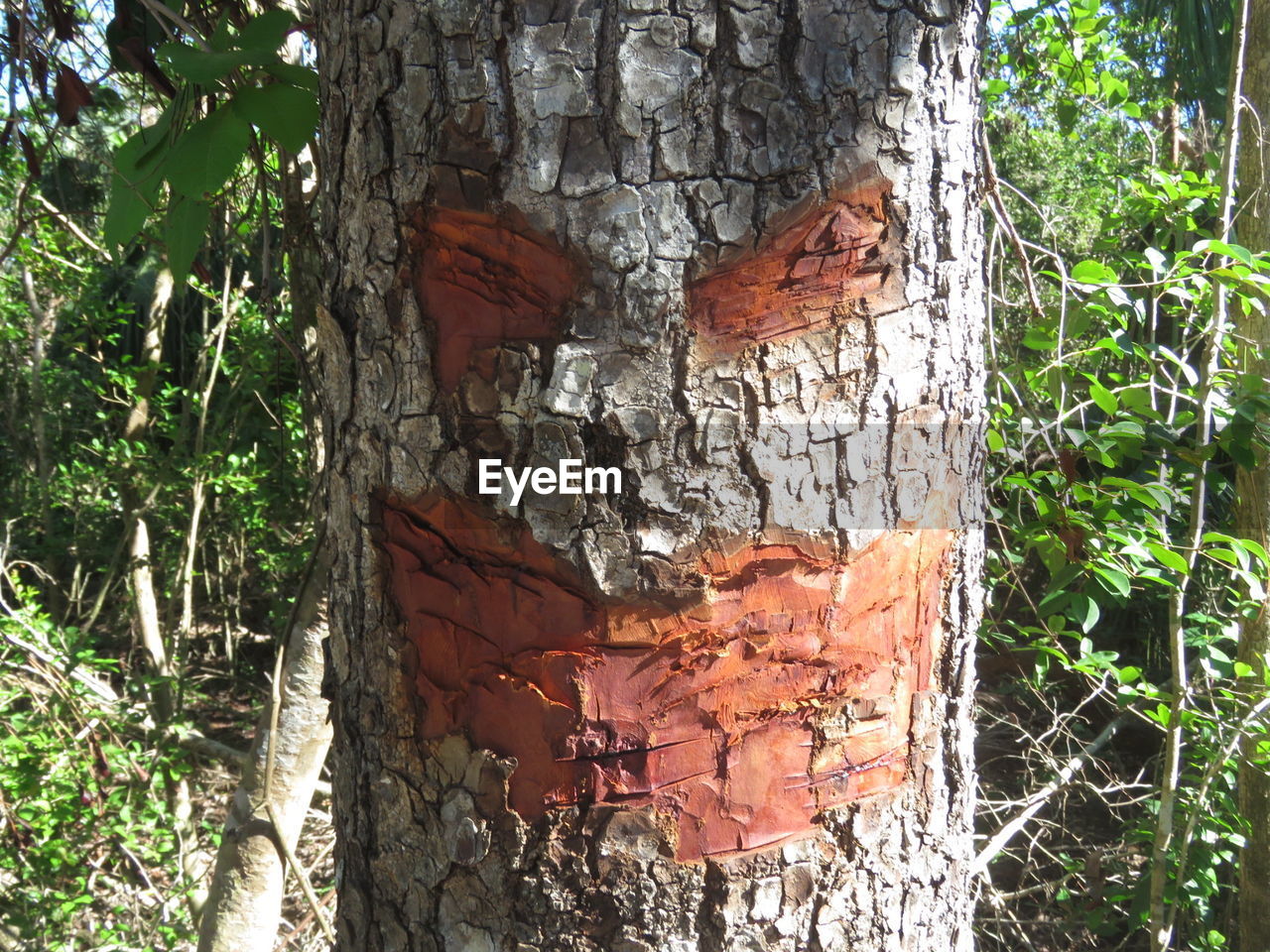 CLOSE-UP OF HORSE ON TREE TRUNK