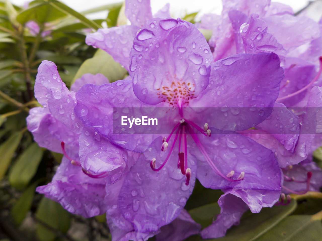 CLOSE-UP OF WET PURPLE FLOWERS