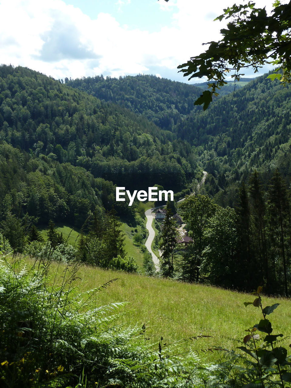 SCENIC VIEW OF TREES GROWING IN FOREST