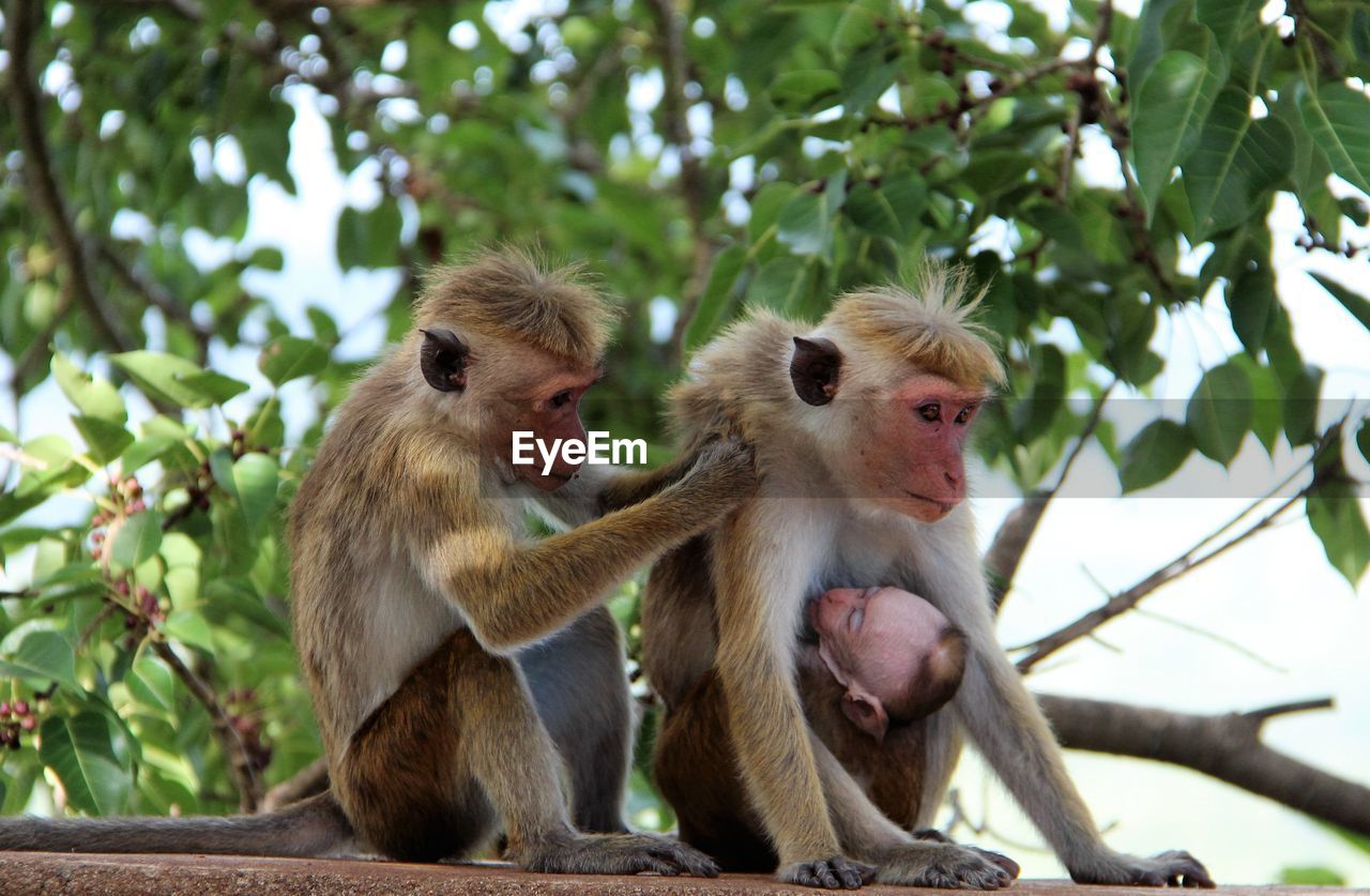 Monkeys with infant against tree