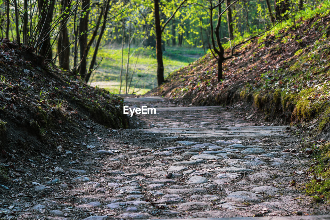 FOOTPATH IN FOREST