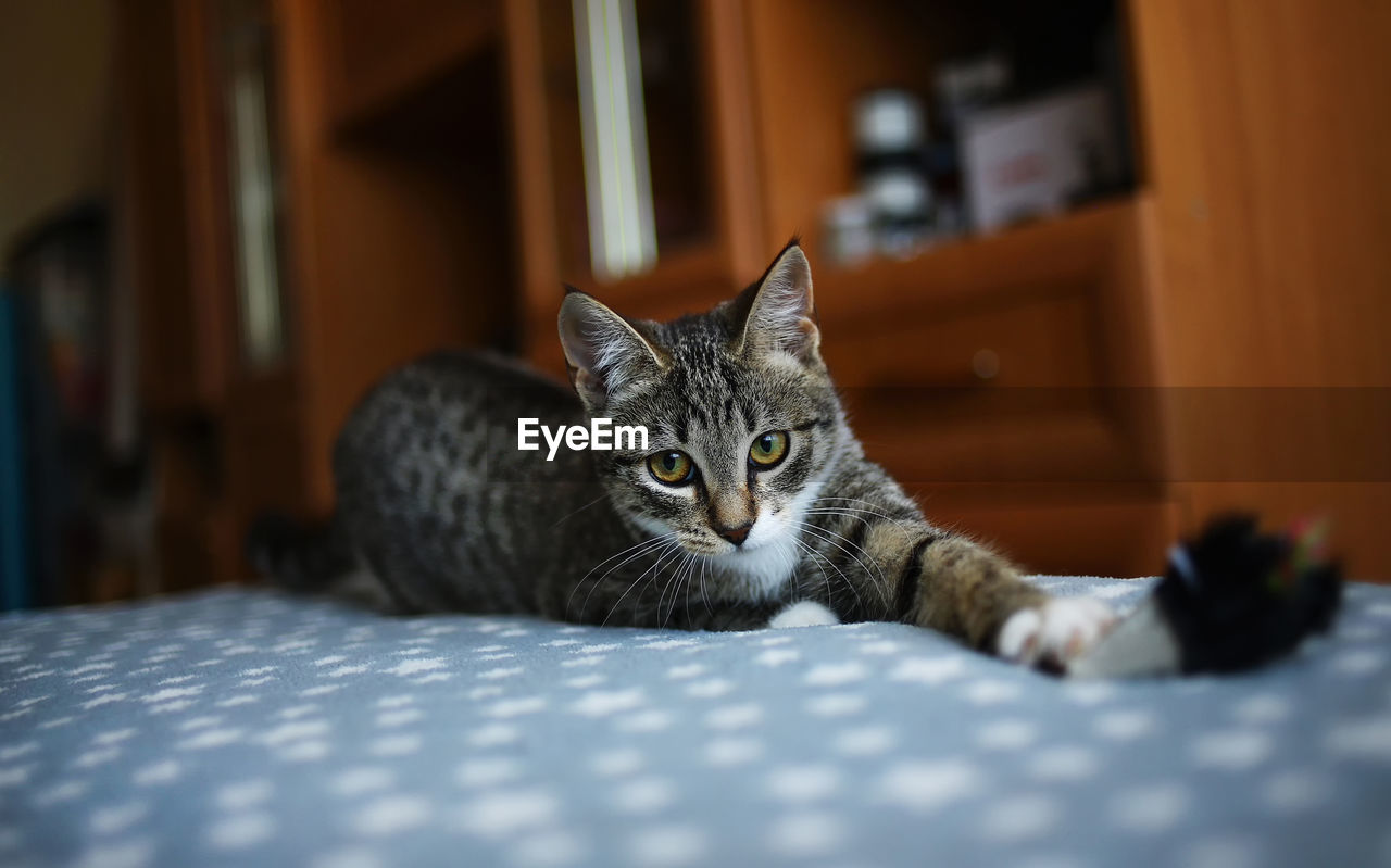 PORTRAIT OF A CAT LYING ON BED AT HOME