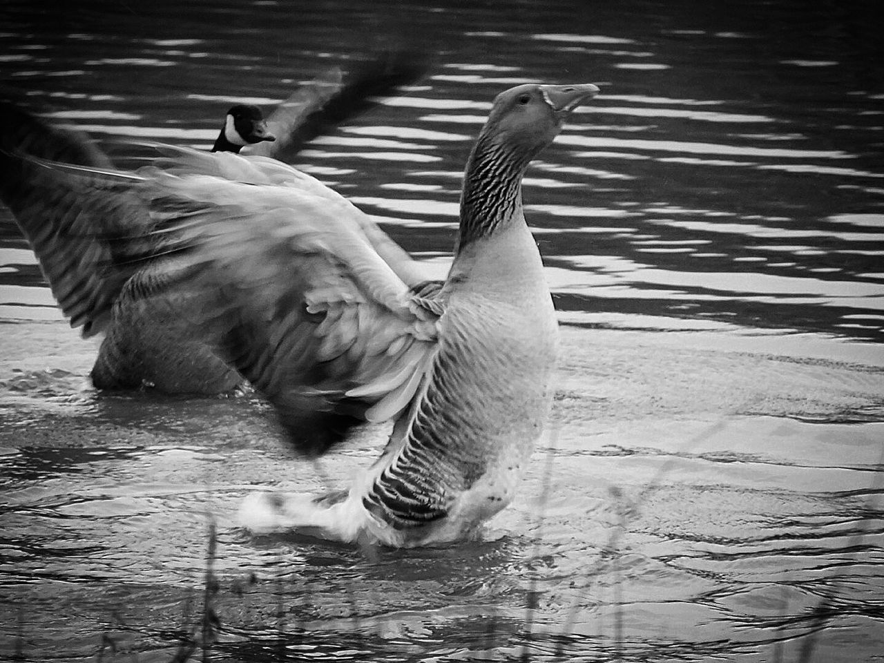 Greylag and canada geese on lake