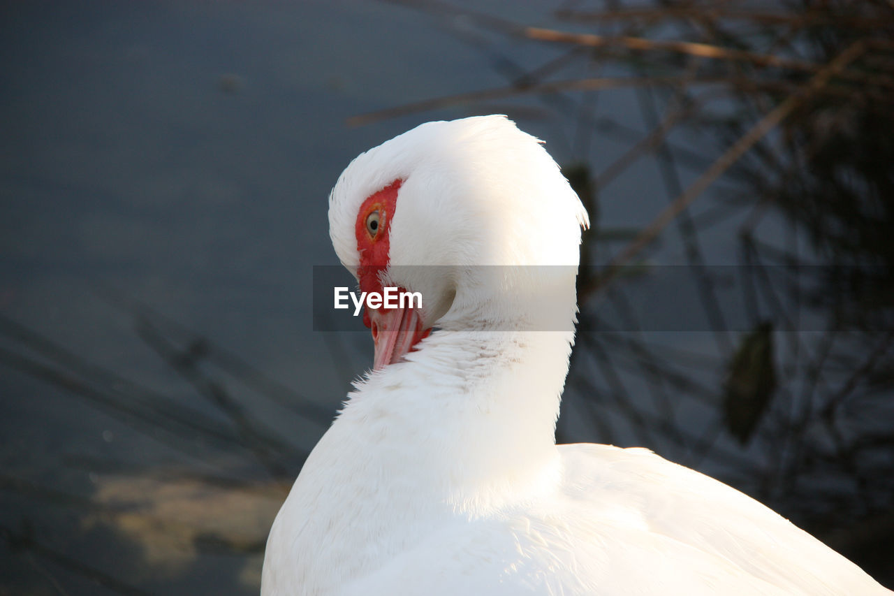 Shy duck at the lake