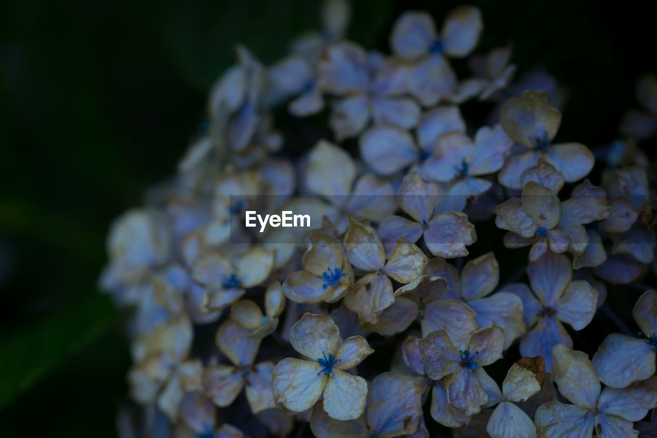 Close-up of purple hydrangea flowers