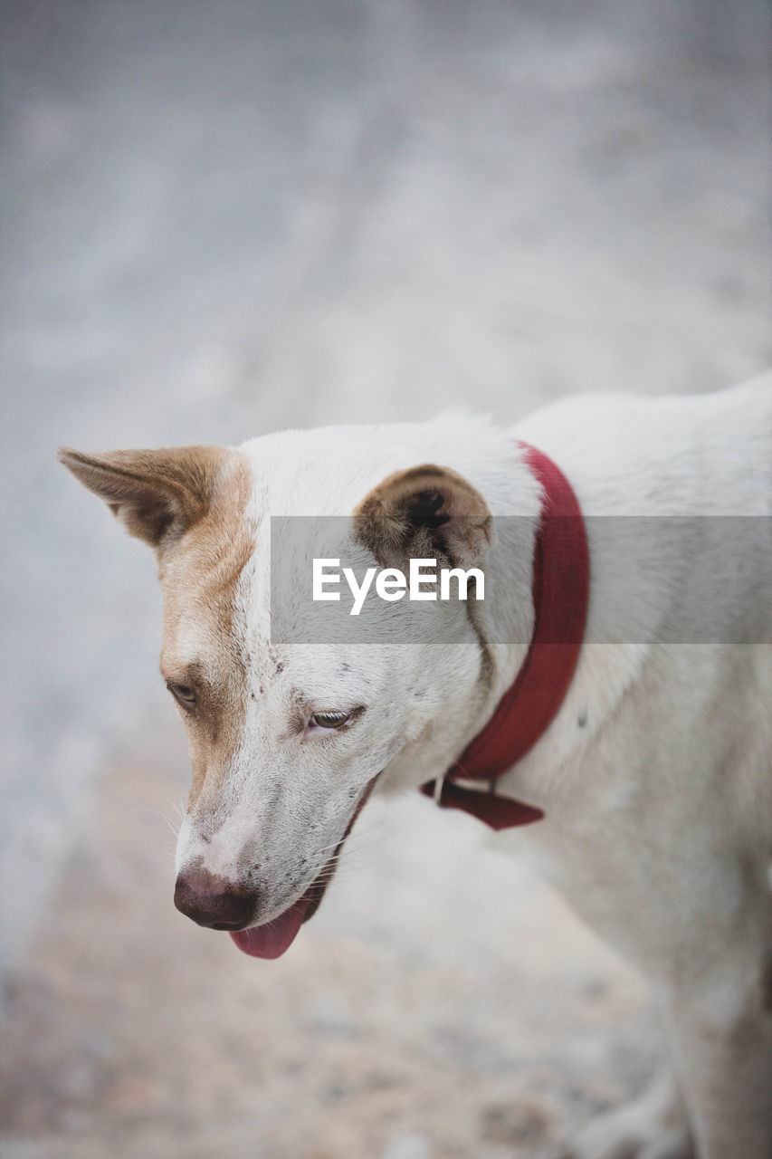 Close-up of a dog looking away