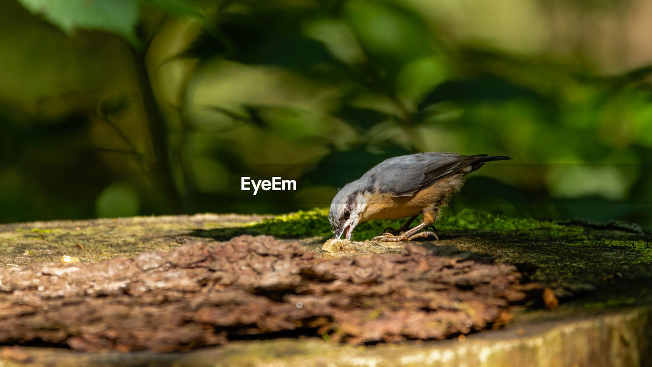 BIRD PERCHING ON A ROCK