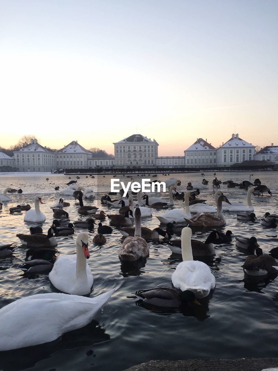 SWANS SWIMMING ON BEACH AGAINST SKY