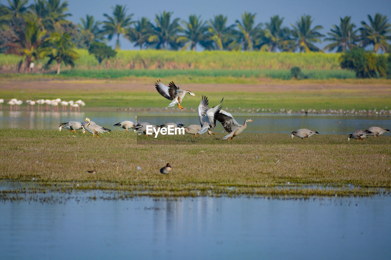 Flock of bar headed ducks in the lake