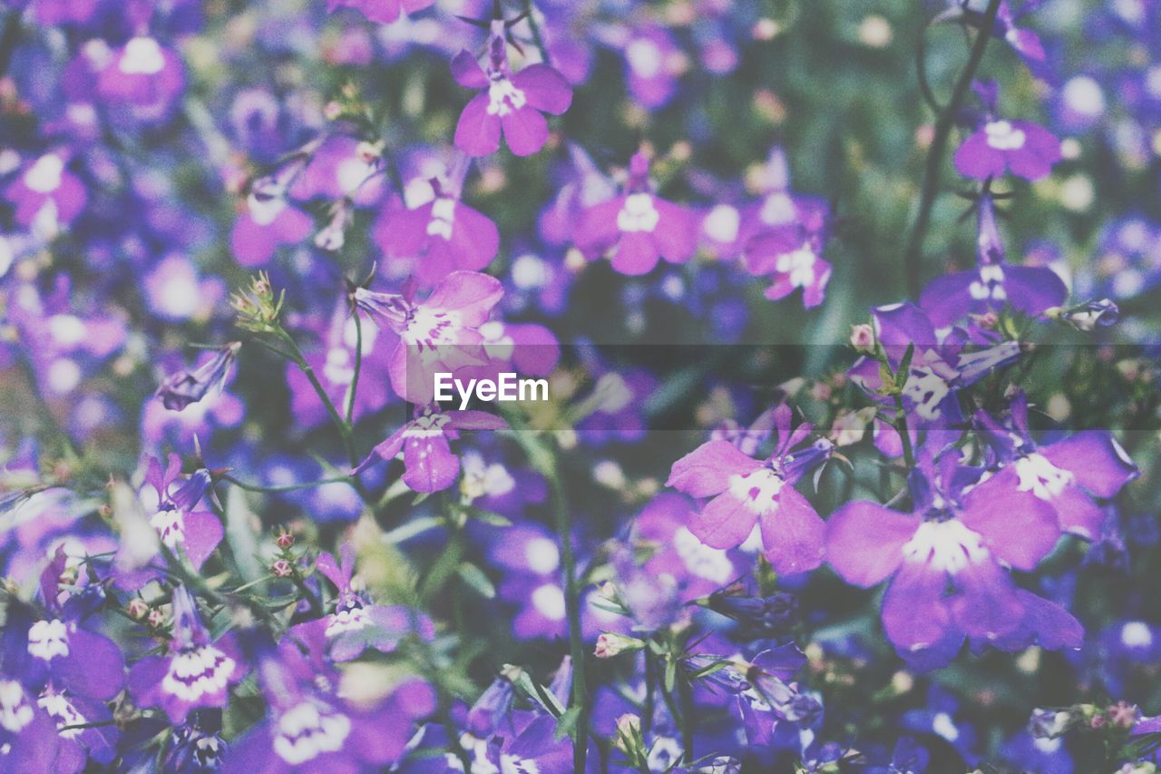 CLOSE-UP OF PURPLE FLOWERS BLOOMING