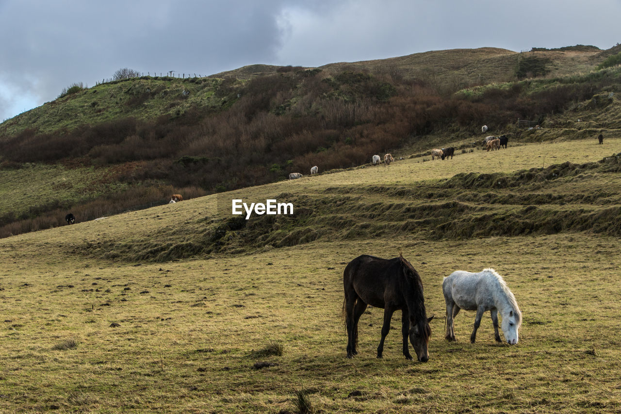 HORSES GRAZING ON FIELD AGAINST MOUNTAIN