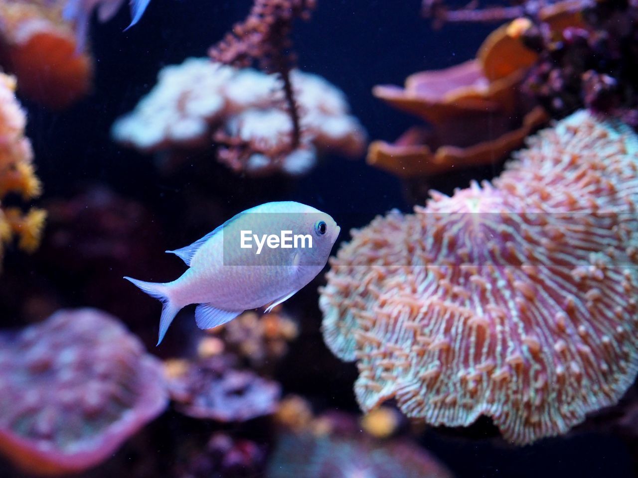 Fish swimming in sea
