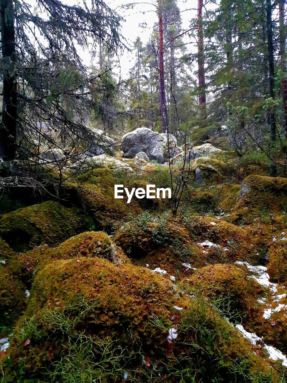 MOSS GROWING ON ROCKS
