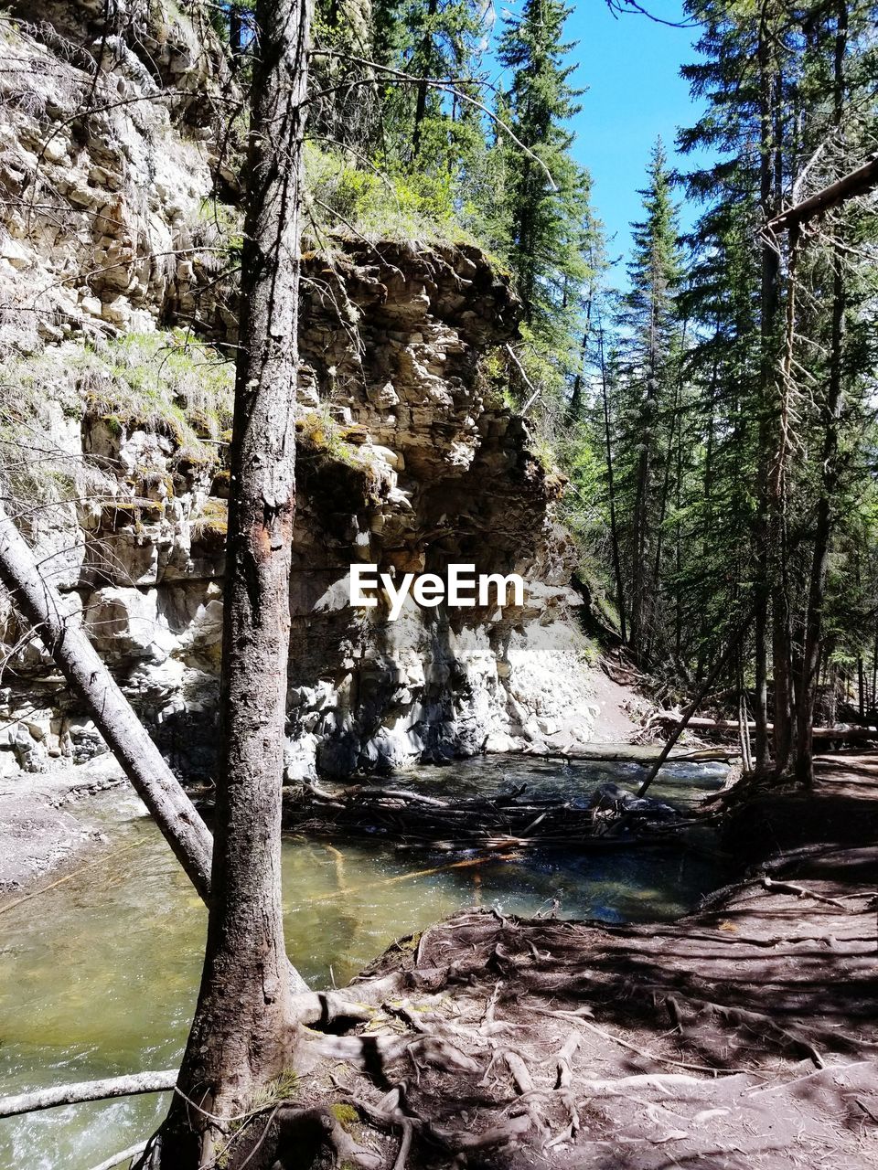 TREES GROWING IN FOREST