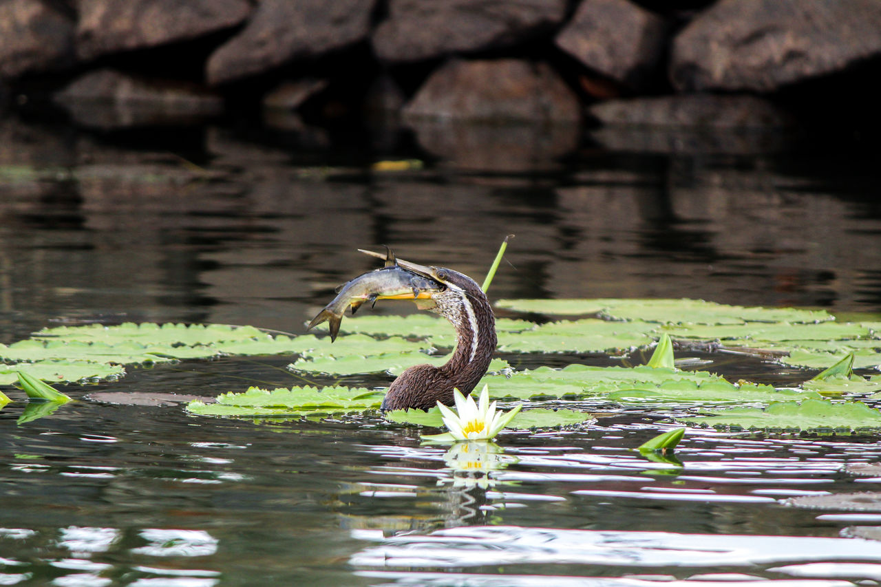 DUCK SWIMMING IN LAKE