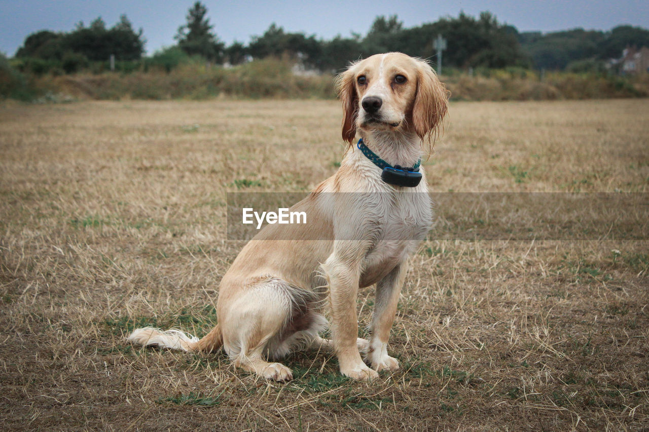 PORTRAIT OF DOG ON GRASS