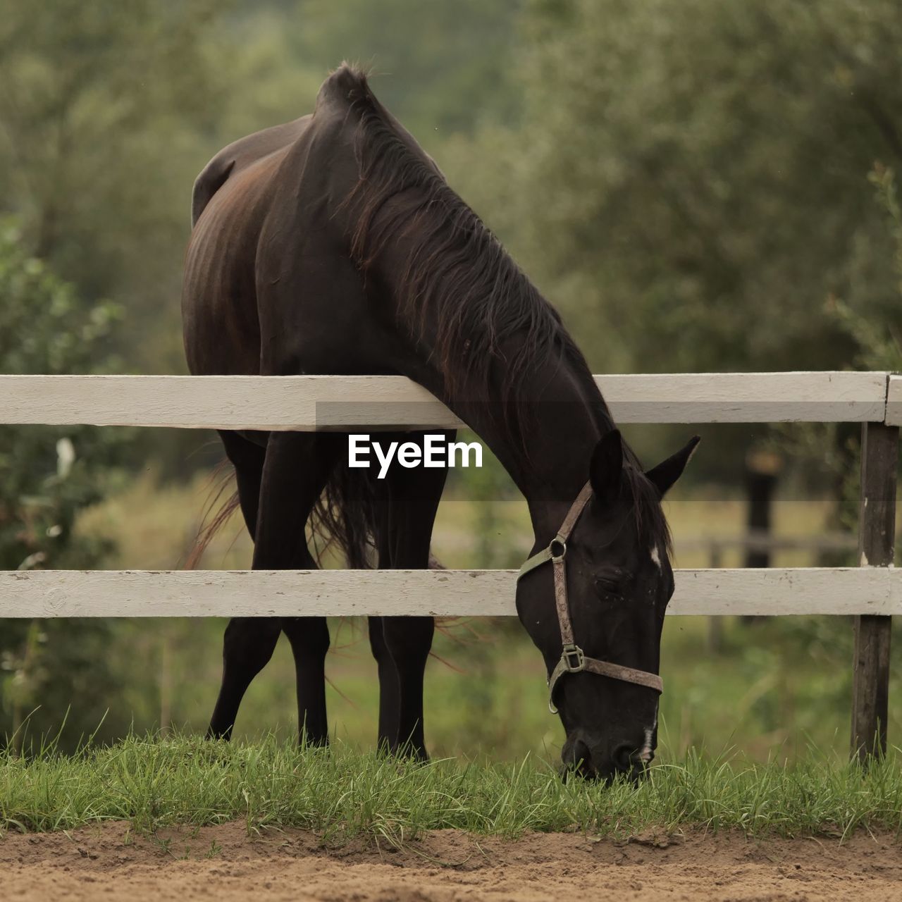 horse, animal, animal themes, mammal, animal wildlife, domestic animals, one animal, stallion, livestock, mane, mare, fence, no people, agriculture, pet, nature, herbivorous, grass, day, animal body part, plant, outdoors, field, standing, landscape, wildlife, mustang horse, land, side view