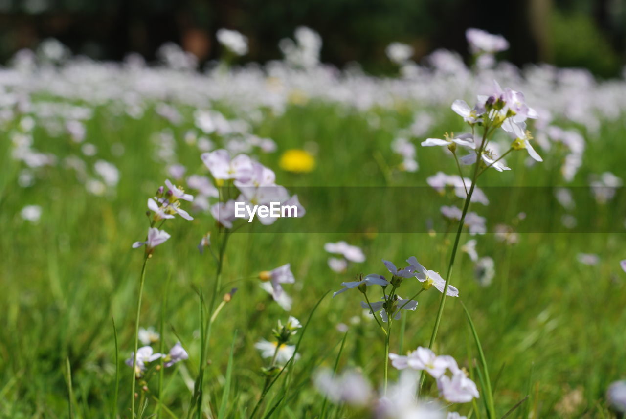 Close-up of white flowering plants on field