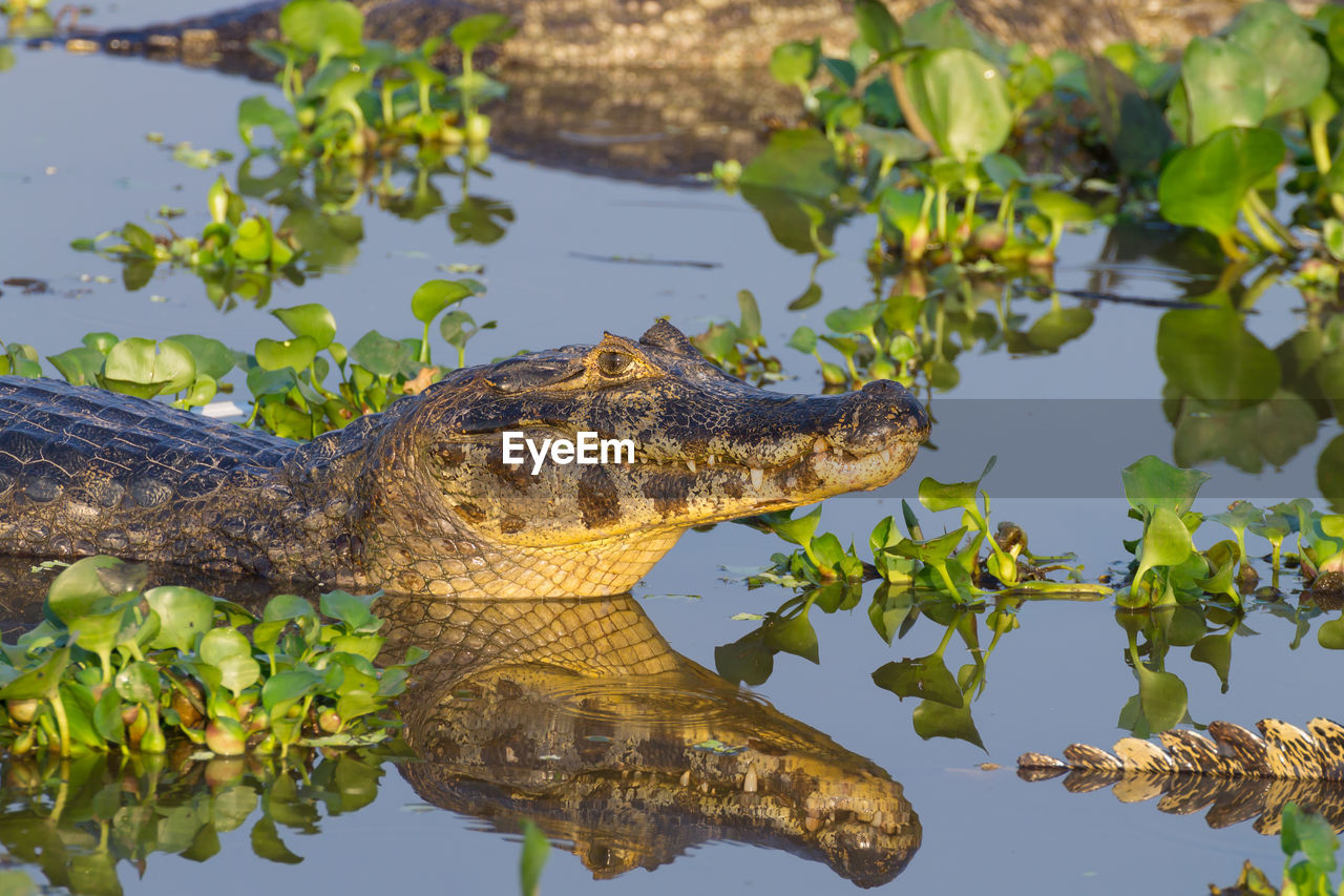 VIEW OF A TURTLE IN LAKE