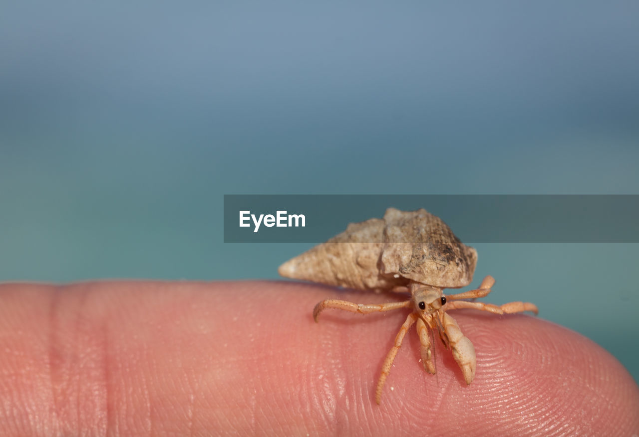 Close-up of small crab on hand