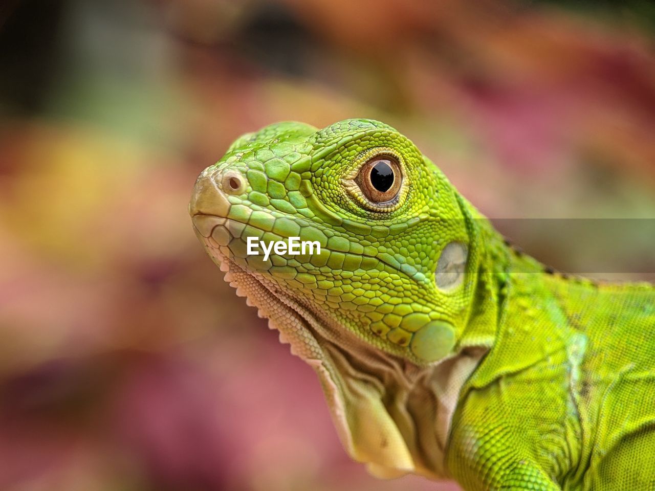 animal themes, animal, lizard, one animal, reptile, animal wildlife, close-up, iguana, green, macro photography, wildlife, common chameleon, chameleon, animal body part, iguania, wall lizard, no people, multi colored, nature, environment, portrait, side view, focus on foreground, anole