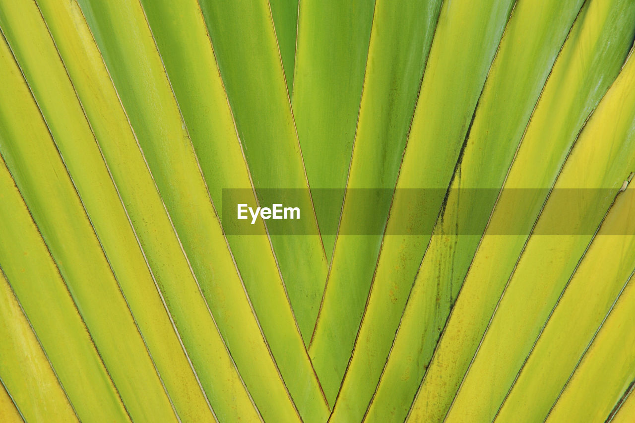 CLOSE-UP OF PALM LEAVES