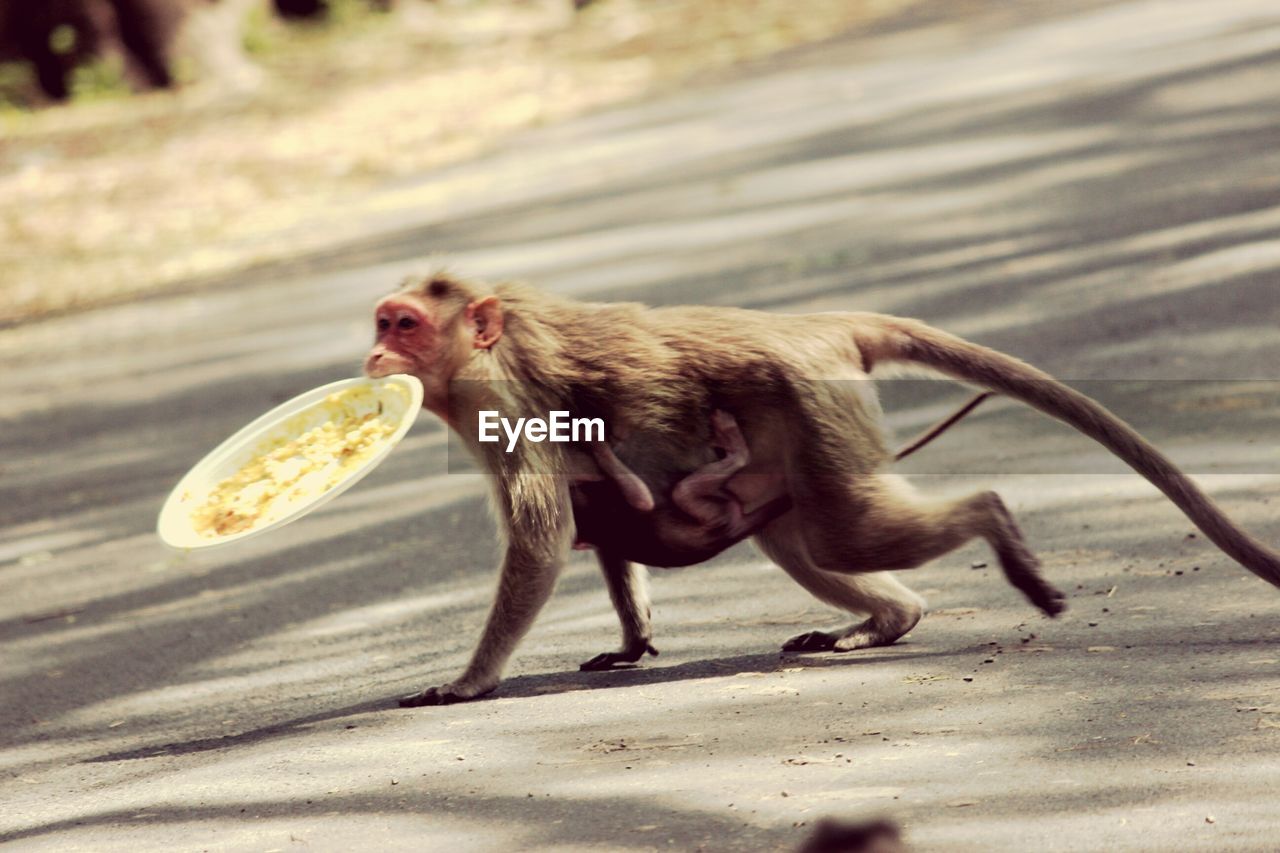 Monkey and infant with leftover plate on street