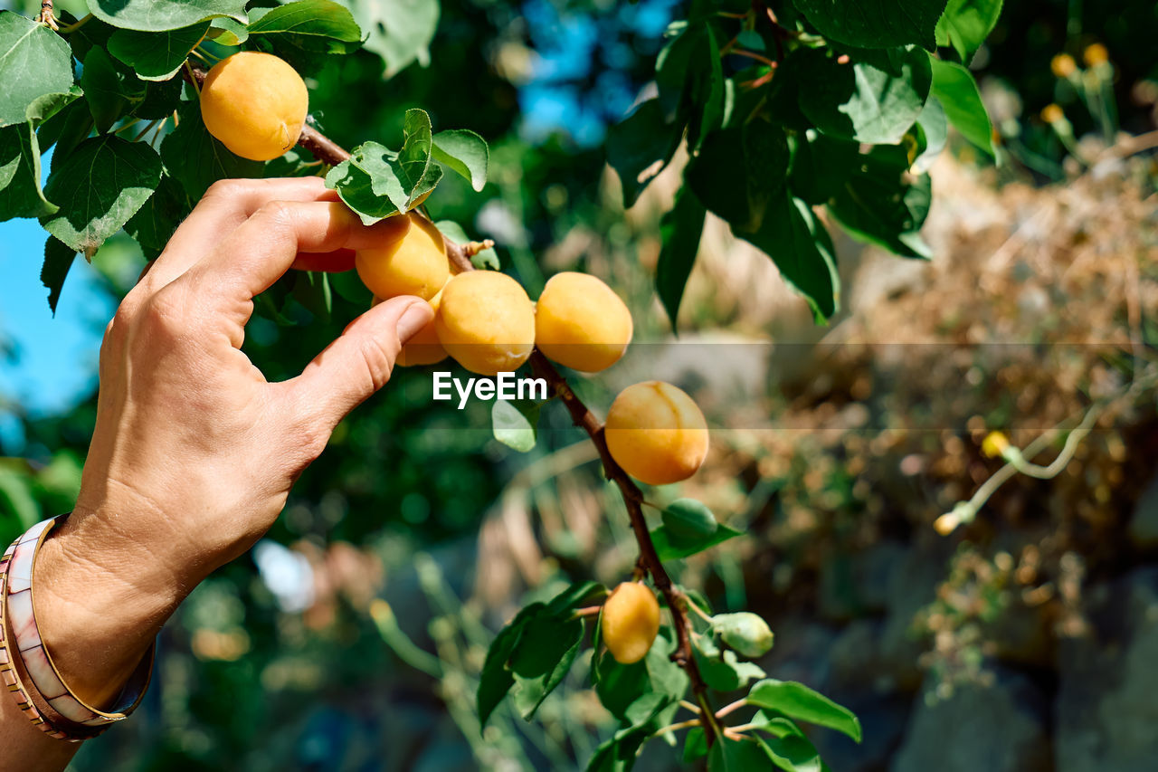 Woman's hand pick a ripe apricot on branch with apricots hanging on a tree in garden in summer day.