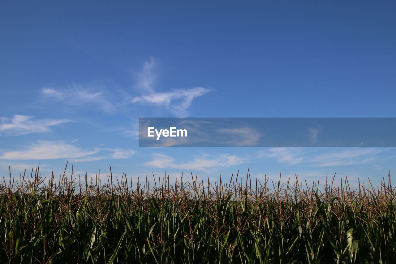 Scenic view of field against clear sky