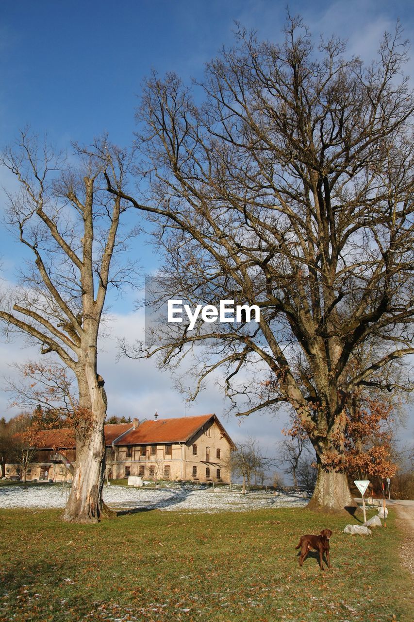 BARE TREE ON FIELD BY BUILDINGS