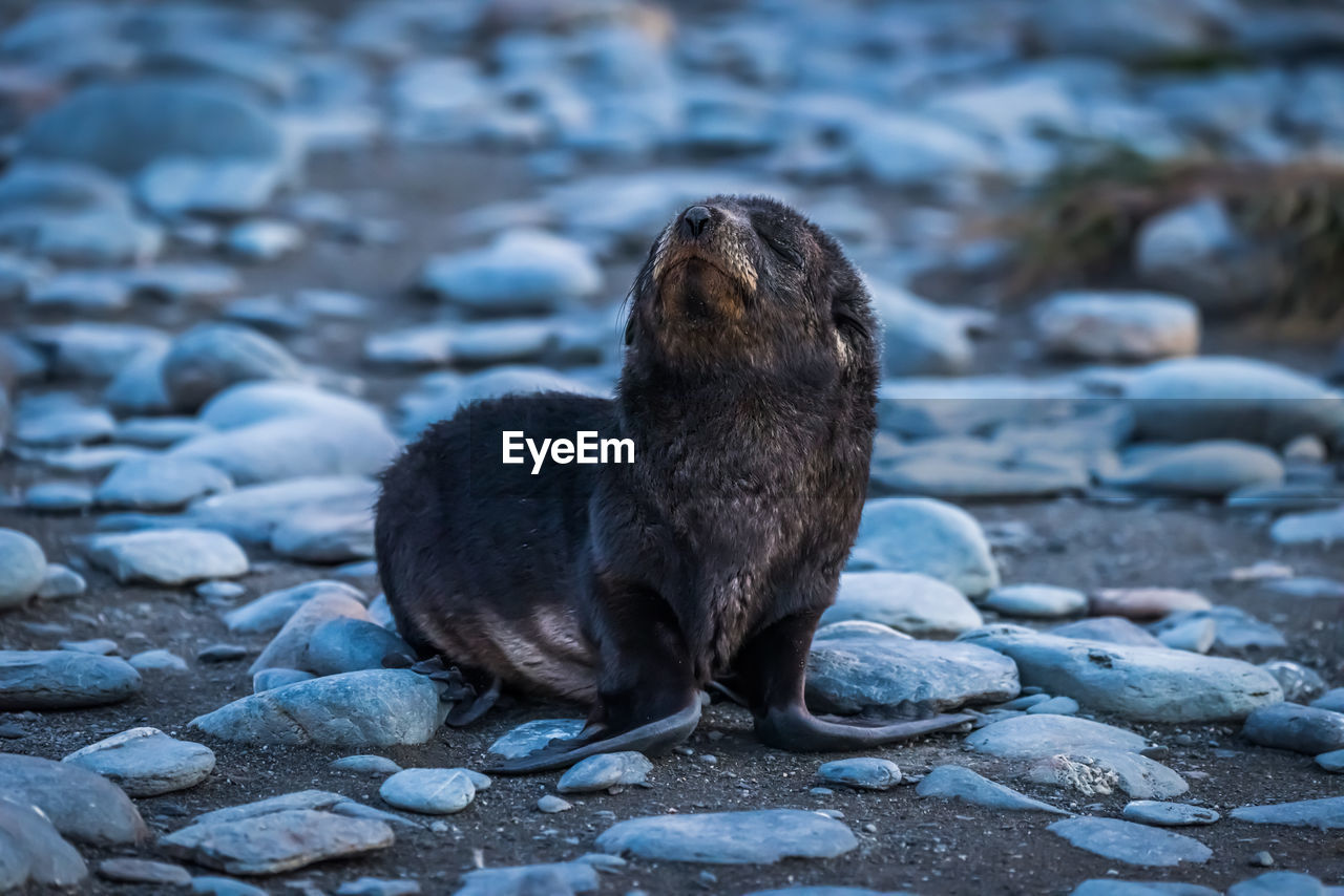 Antarctic fur seal pup with eyes closed
