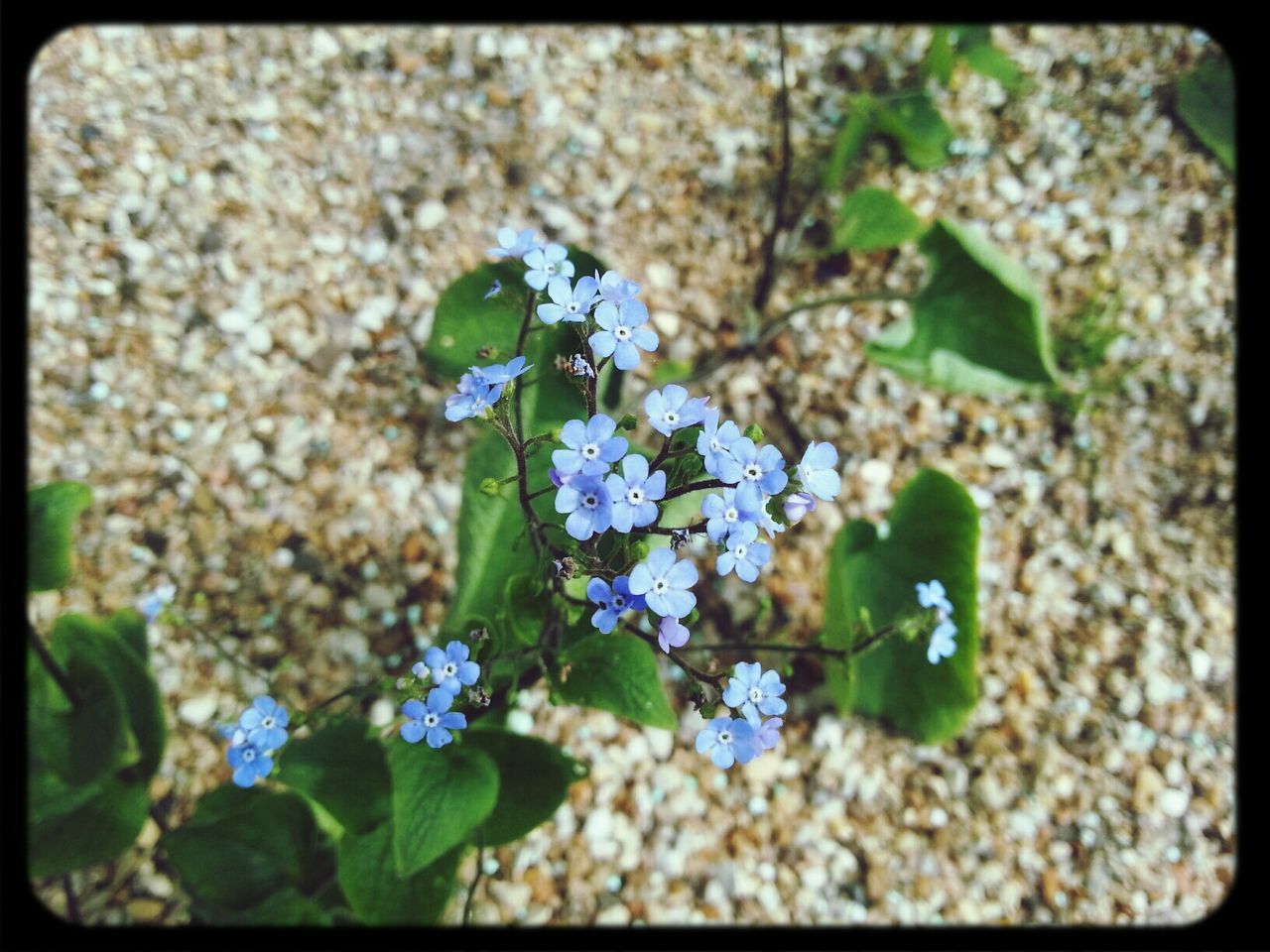 High angle view of blue flower plant