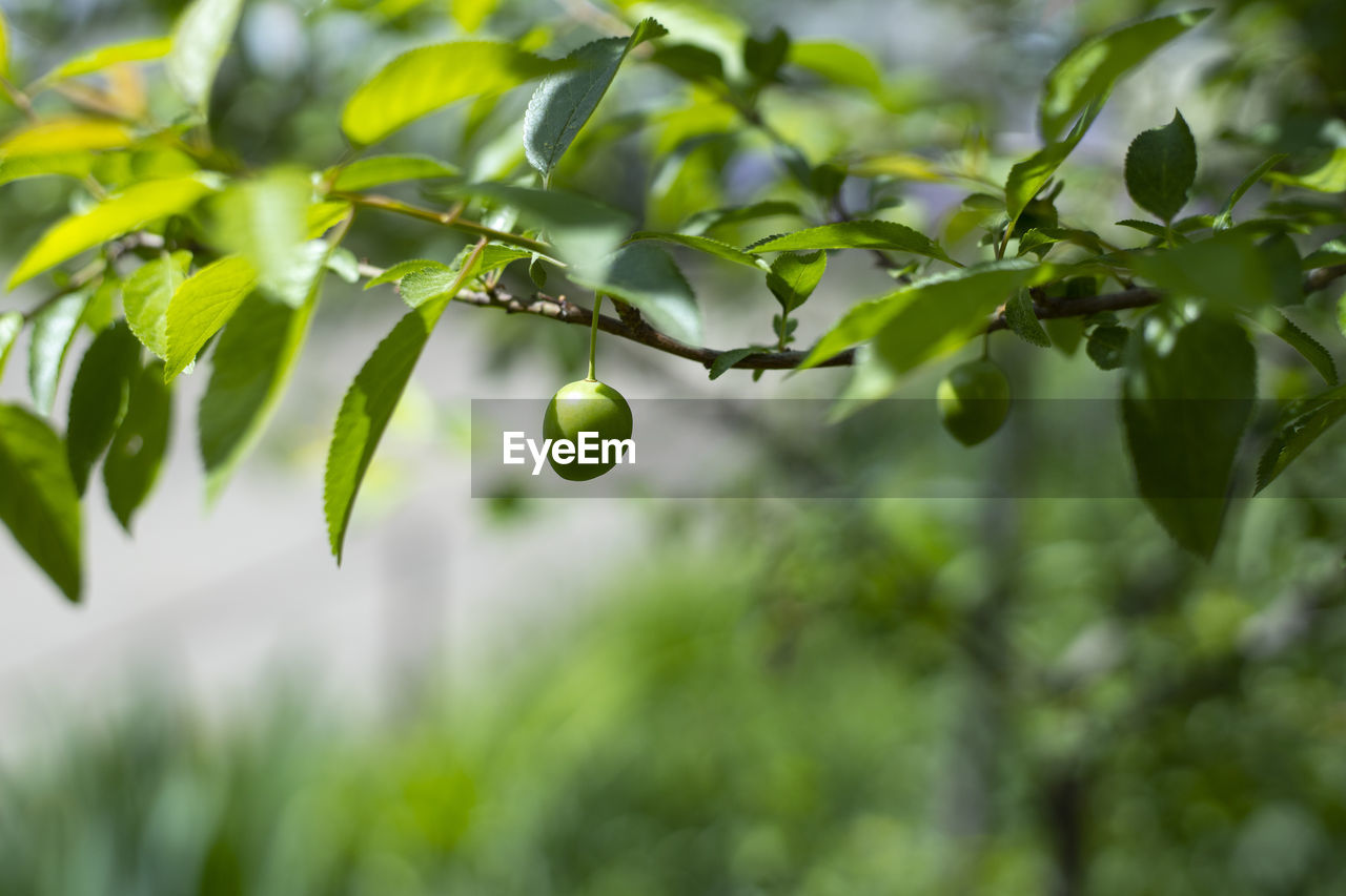 green, plant, tree, branch, fruit, food and drink, food, leaf, plant part, healthy eating, growth, nature, freshness, produce, flower, no people, agriculture, olive, outdoors, close-up, fruit tree, shrub, wellbeing, citrus fruit, olive tree, selective focus, focus on foreground, beauty in nature, environment, day, sunlight, citrus, lemon tree, lemon, ripe, evergreen, blossom, organic, landscape, hanging