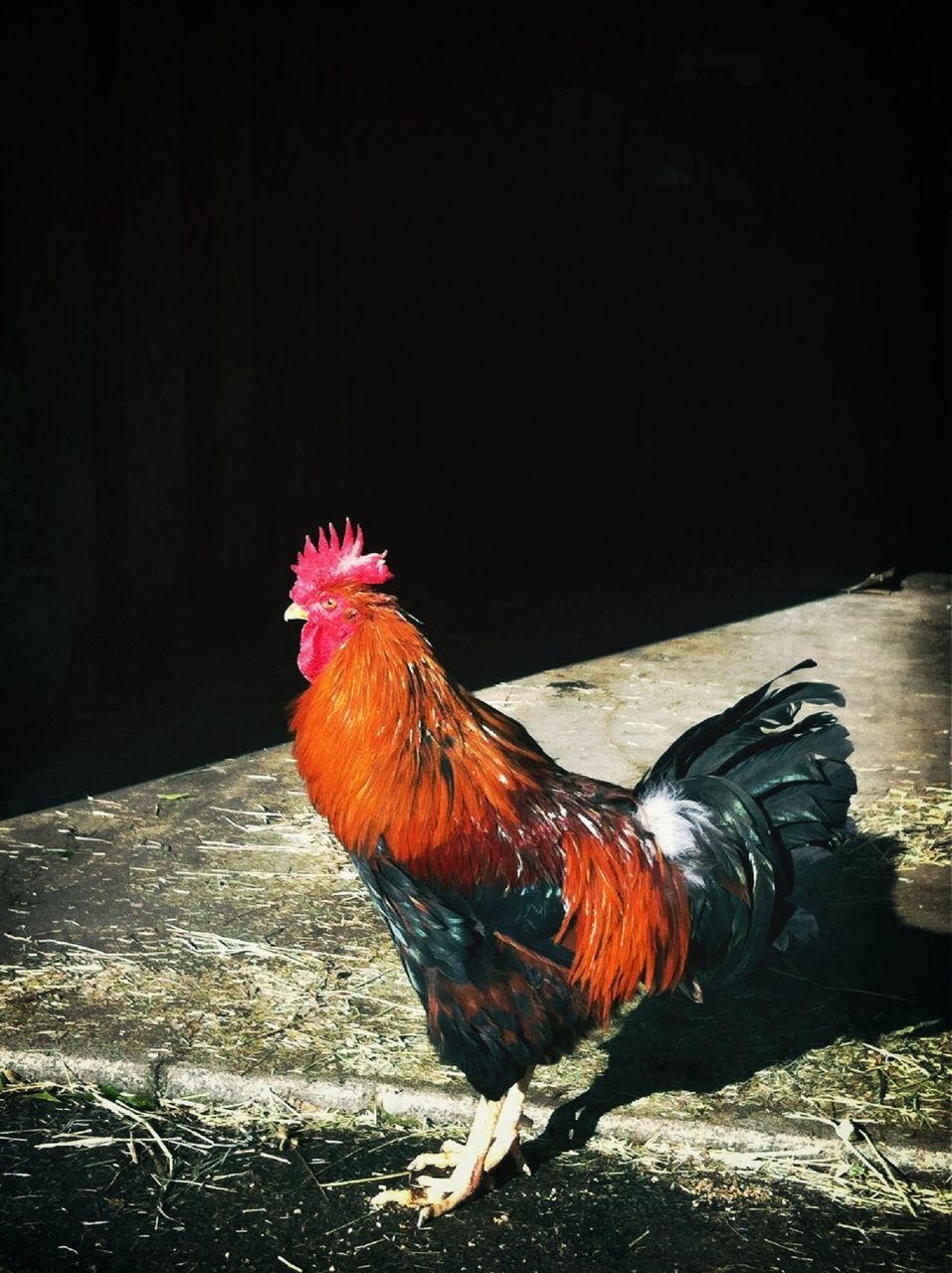 CLOSE-UP OF TWO ROOSTER