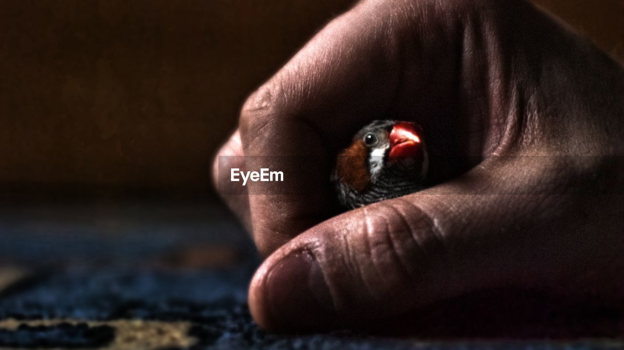 CLOSE-UP OF INSECT ON HUMAN FINGER