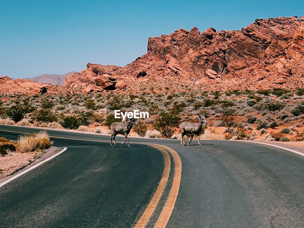 Mouflons on the desert road against clear sky