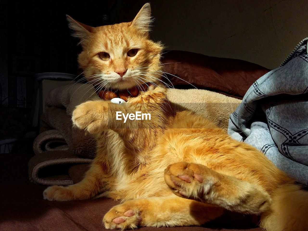 Close-up of cat on bed