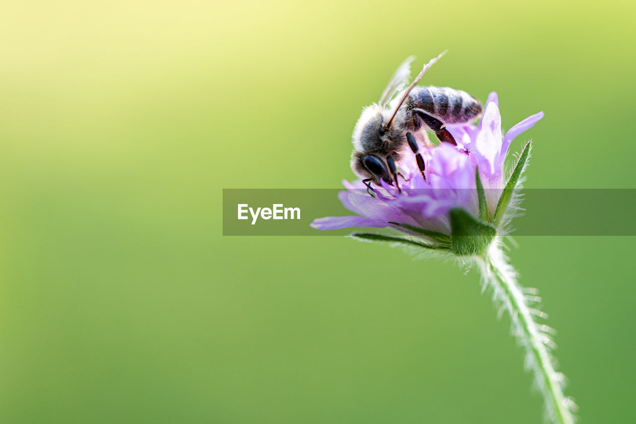 Close-up of honey bee on purple flower