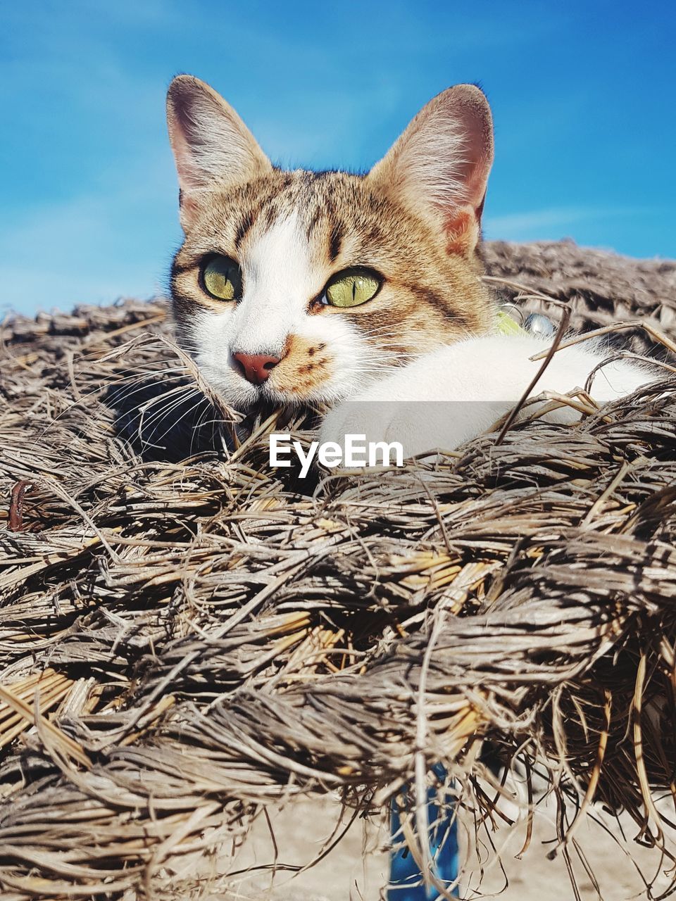 animal, animal themes, pet, cat, mammal, domestic animals, one animal, domestic cat, feline, portrait, looking at camera, whiskers, no people, sky, animal body part, felidae, nature, small to medium-sized cats, blue, day, looking