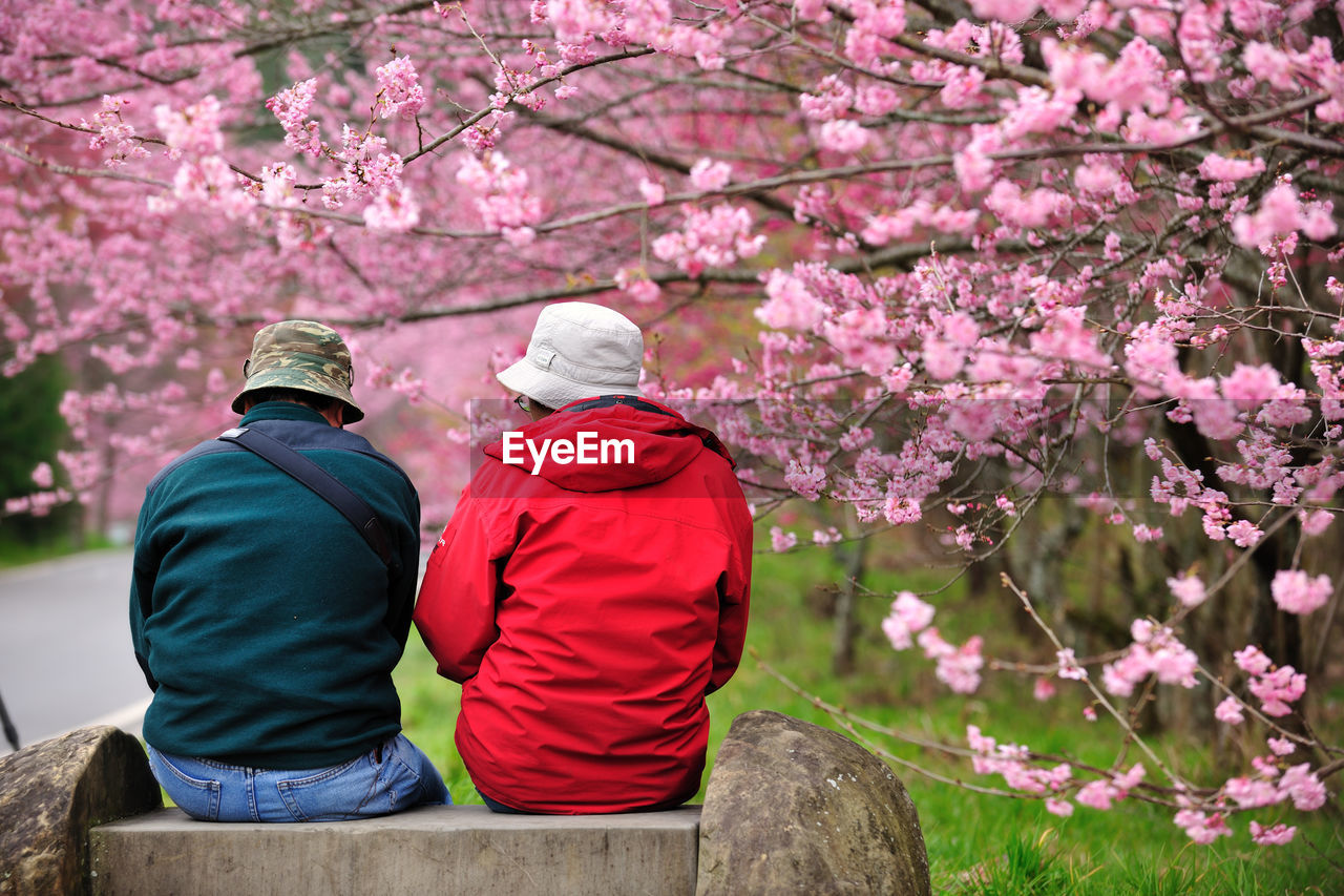 Low section of man sitting on cherry blossom