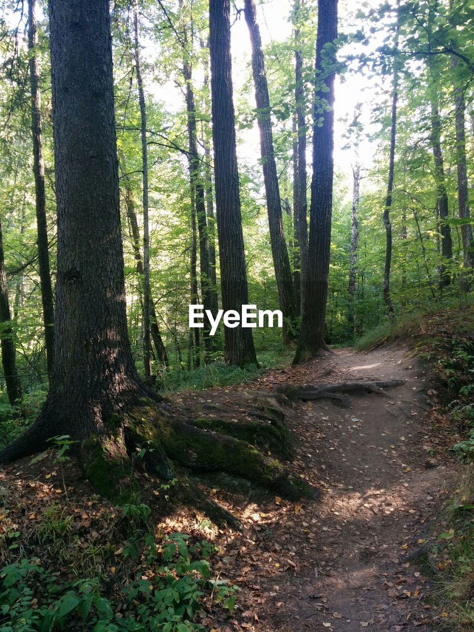 VIEW OF TREES IN FOREST