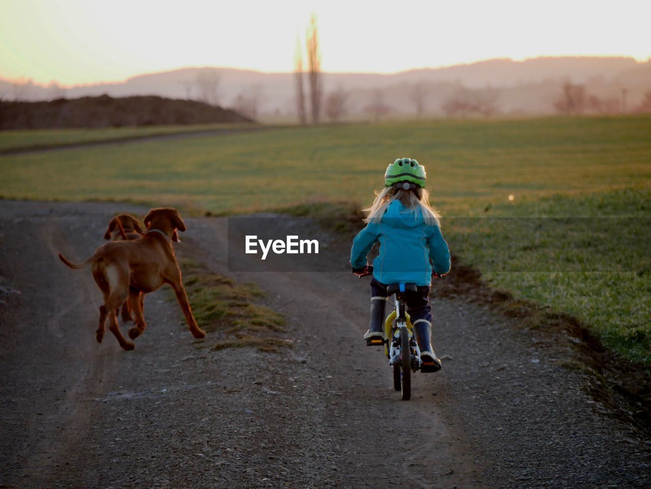 Girl riding bicycle by dogs on road