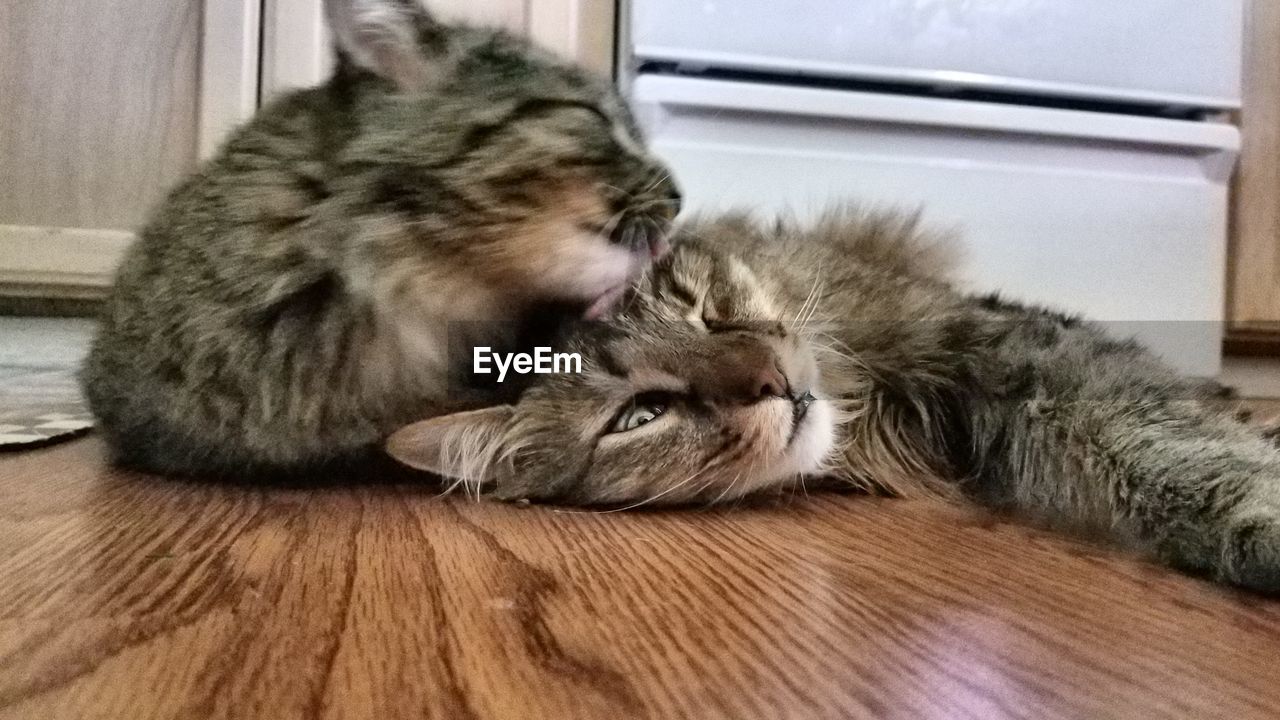 CLOSE-UP OF CAT LYING ON FLOOR