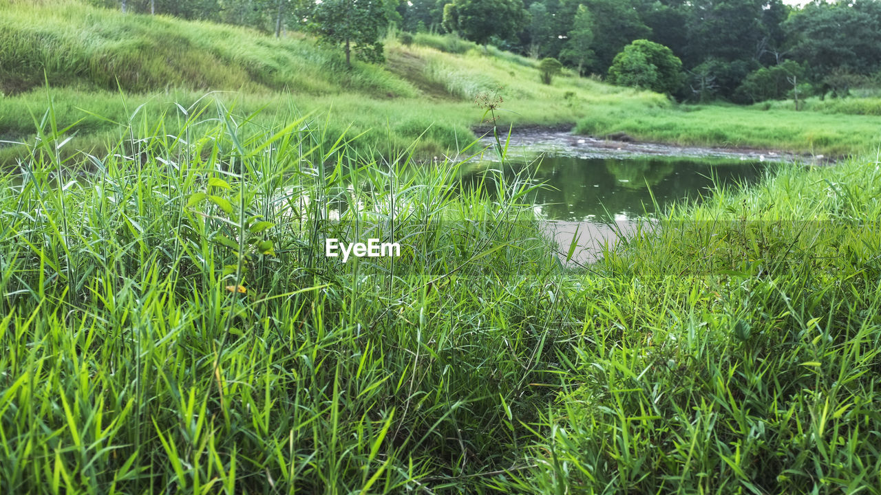 SCENIC VIEW OF GREEN LANDSCAPE