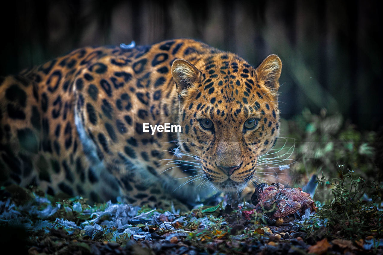 Close-up of a cat leopard