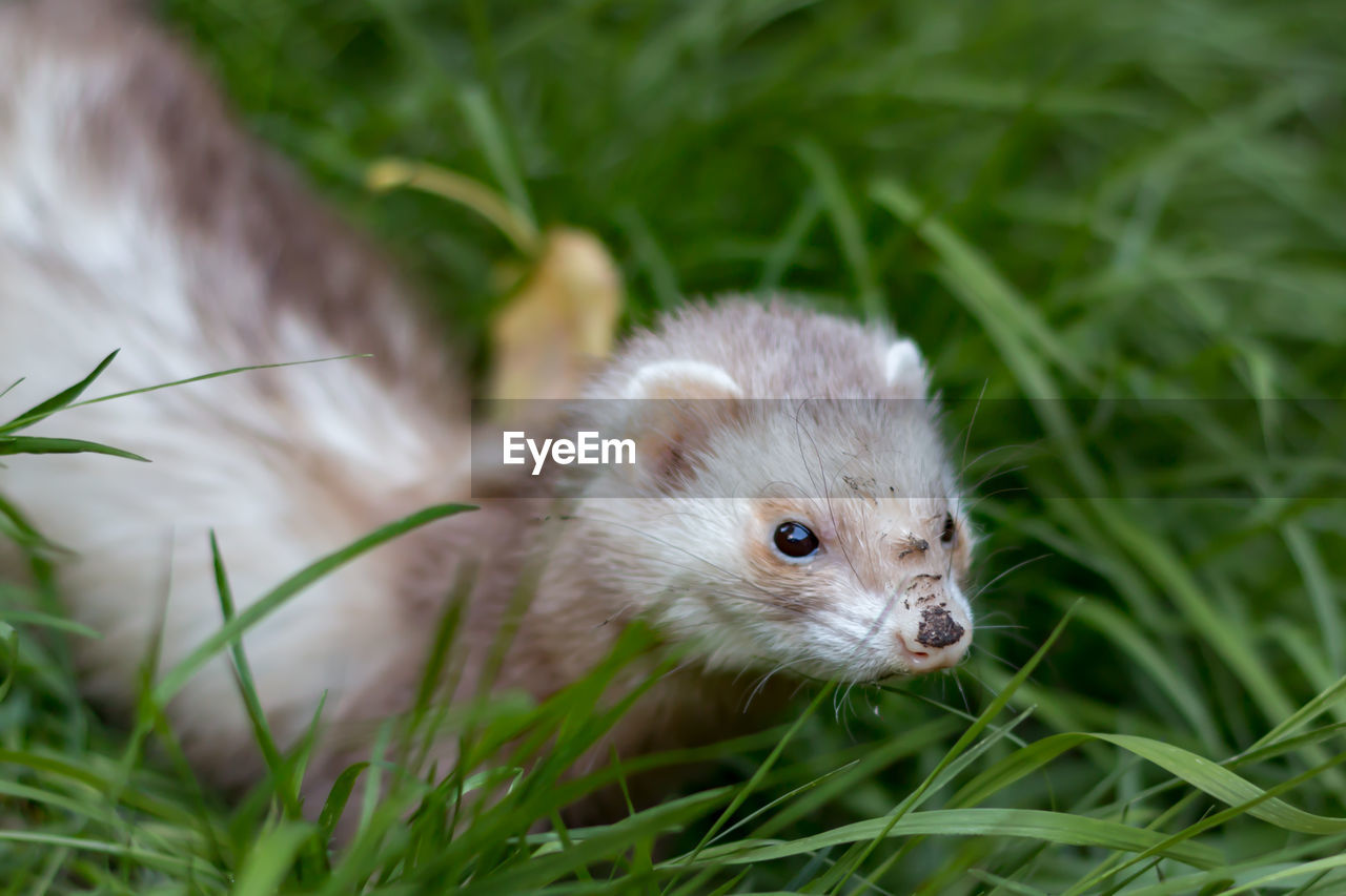 Close-up of a ferret in grass