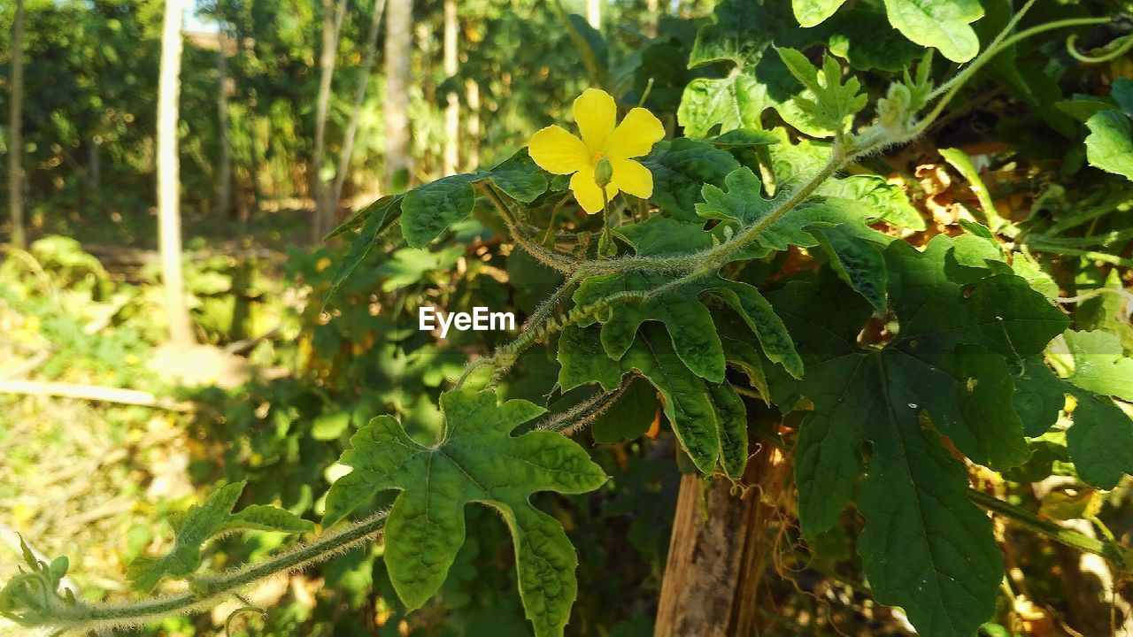 CLOSE-UP OF PLANT