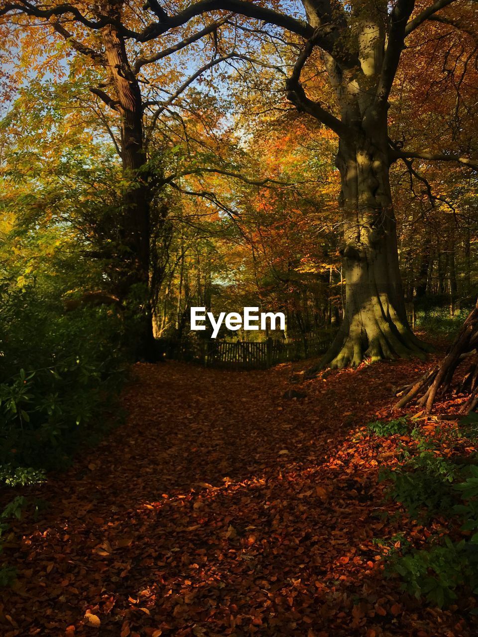 TREES AND LEAVES IN FOREST DURING AUTUMN