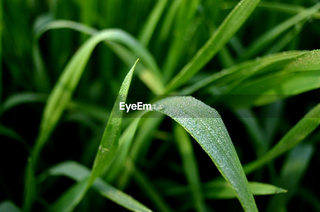 Close-up of dewdrops on grass