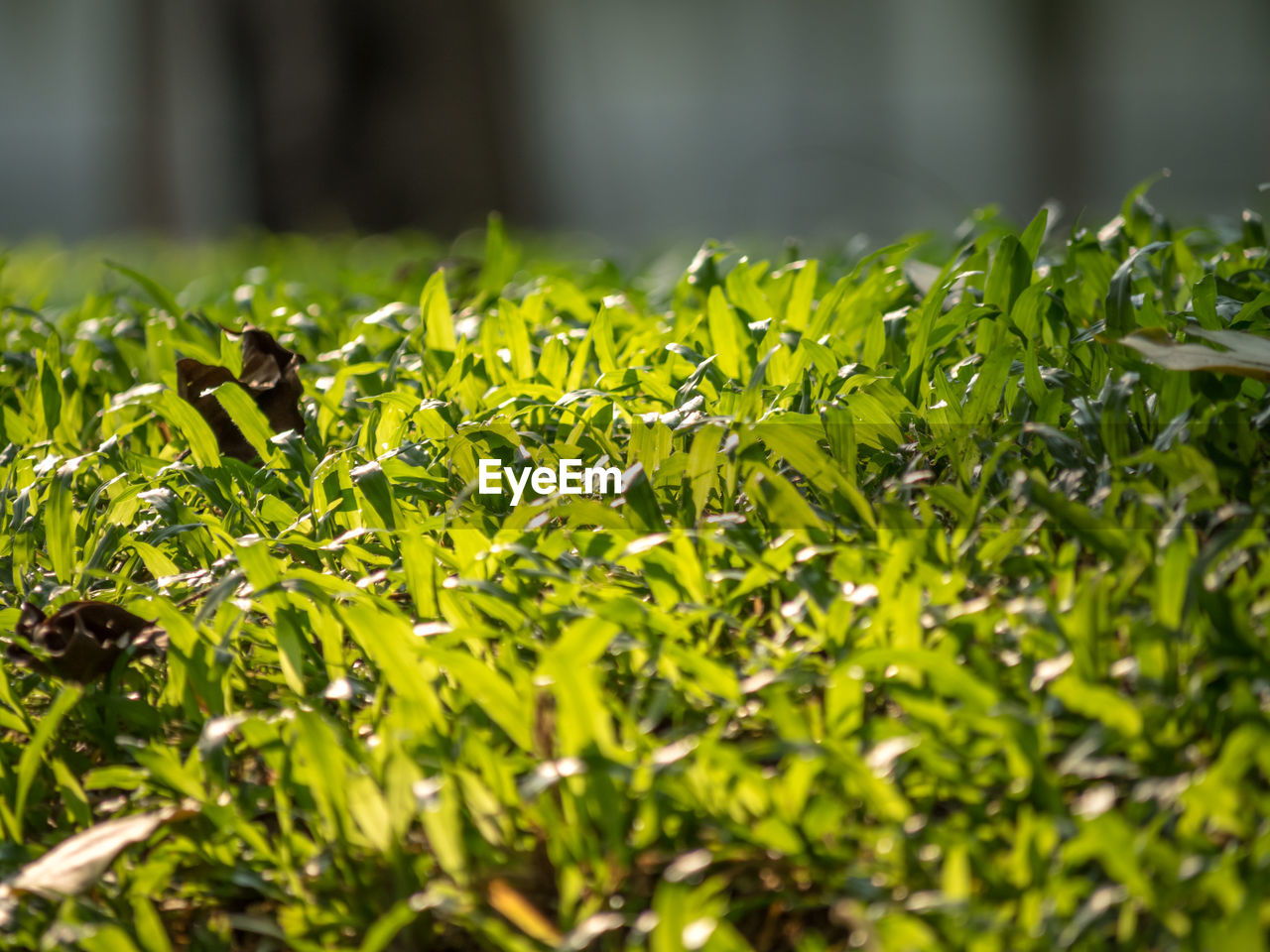 CLOSE-UP OF GREEN PLANTS